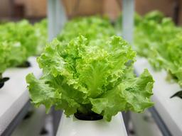 Lechuga batavia verde y firme en bandejas de cultivo vertical
